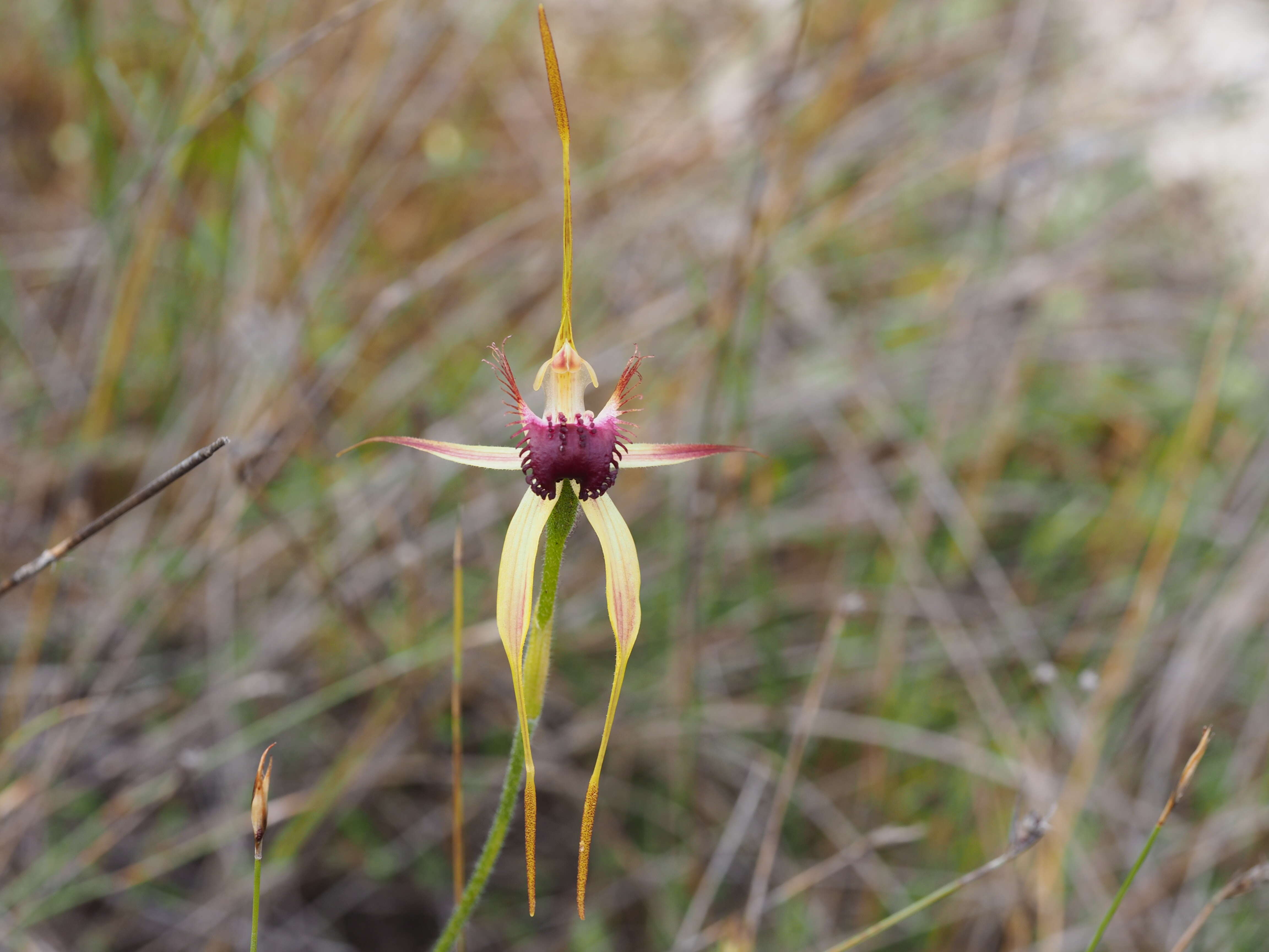 Image of Scott River spider orchid