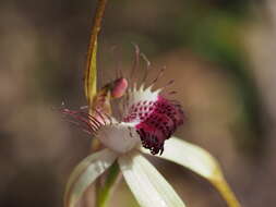 Image of Scott River spider orchid