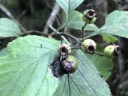 Sivun Crataegus calpodendron (Ehrh.) Medik. kuva