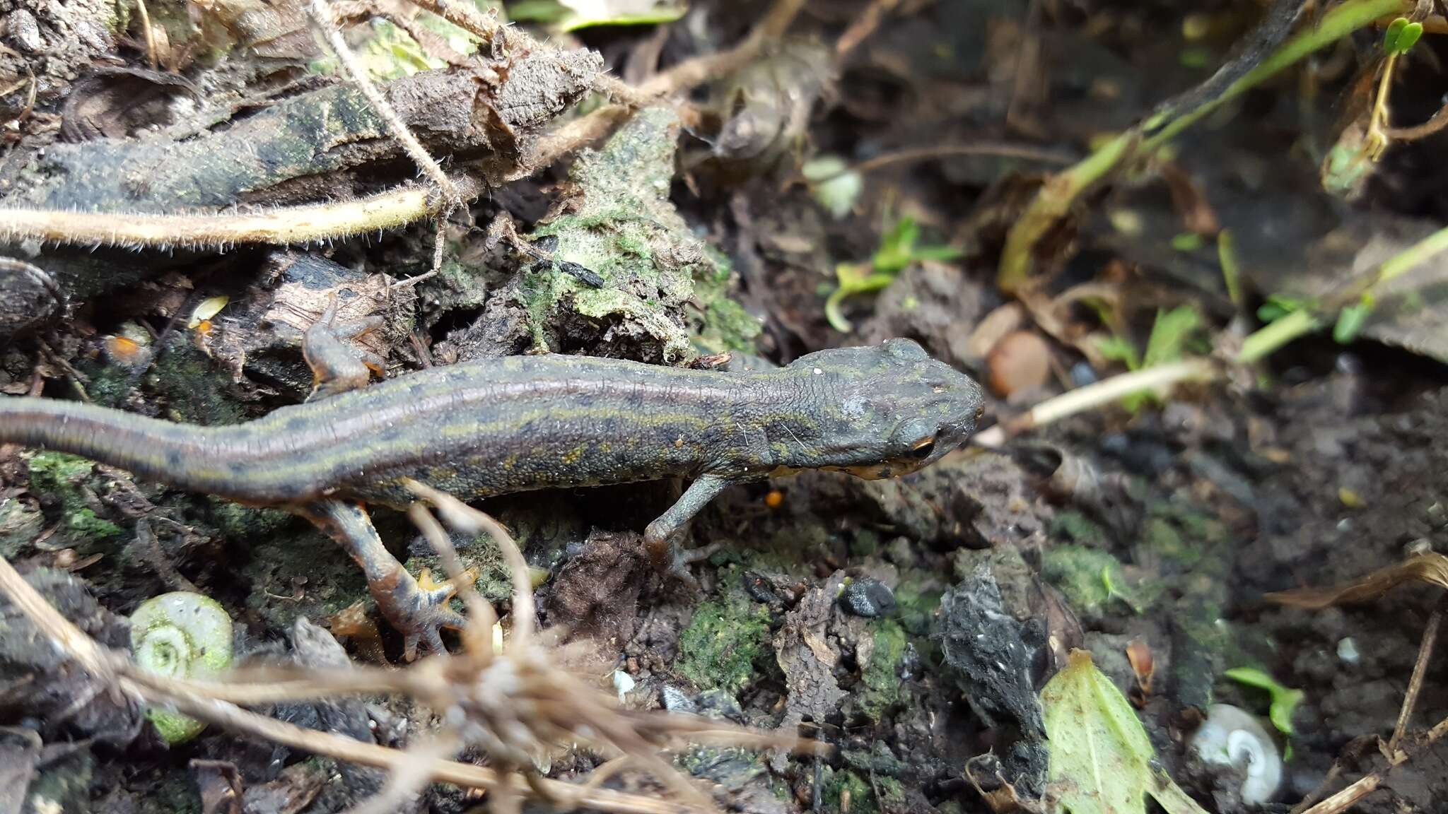 Image of Mexican black-spotted newt