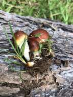 Image de Pholiota rufodisca A. H. Sm. & Hesler 1968