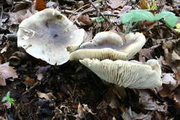 Image of soap tricholoma