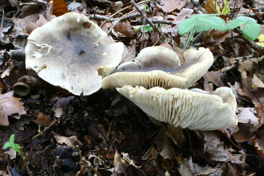 Image of soap tricholoma