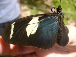 Image of Heliconius wallacei Reakirt 1866