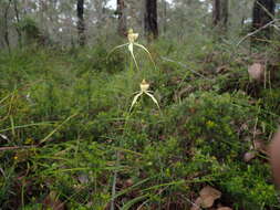 Image of Bussell's spider orchid