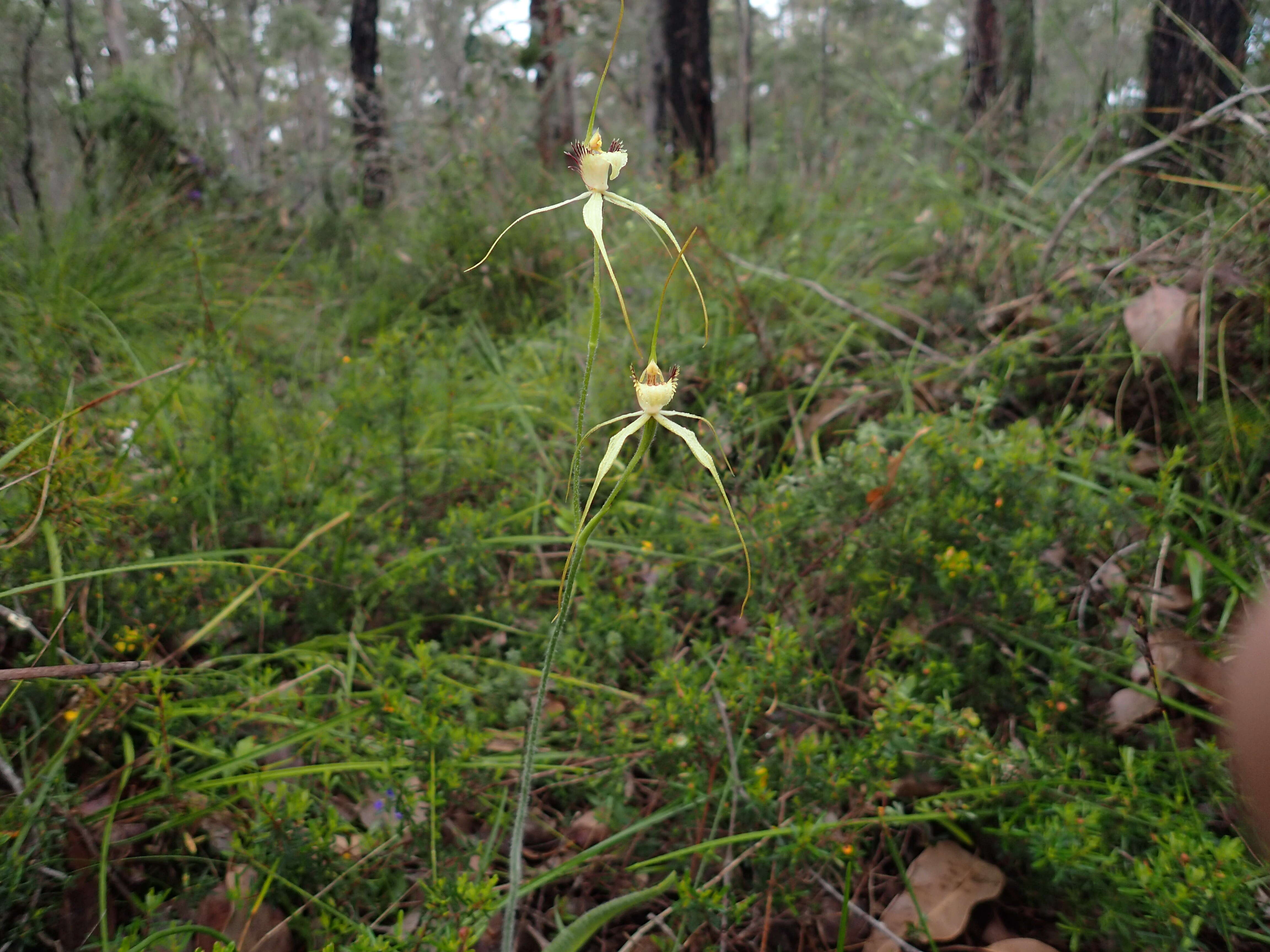Image of Bussell's spider orchid