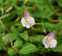 Image of Japanese mazus