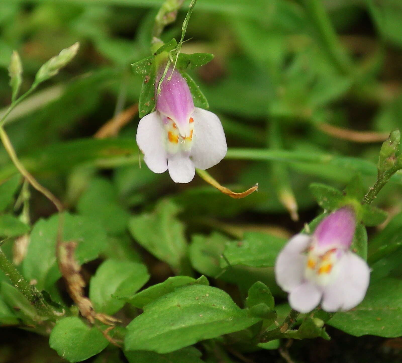 Image of Japanese mazus