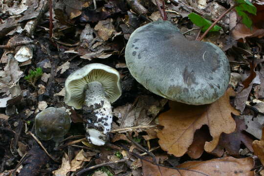 Image of soap tricholoma