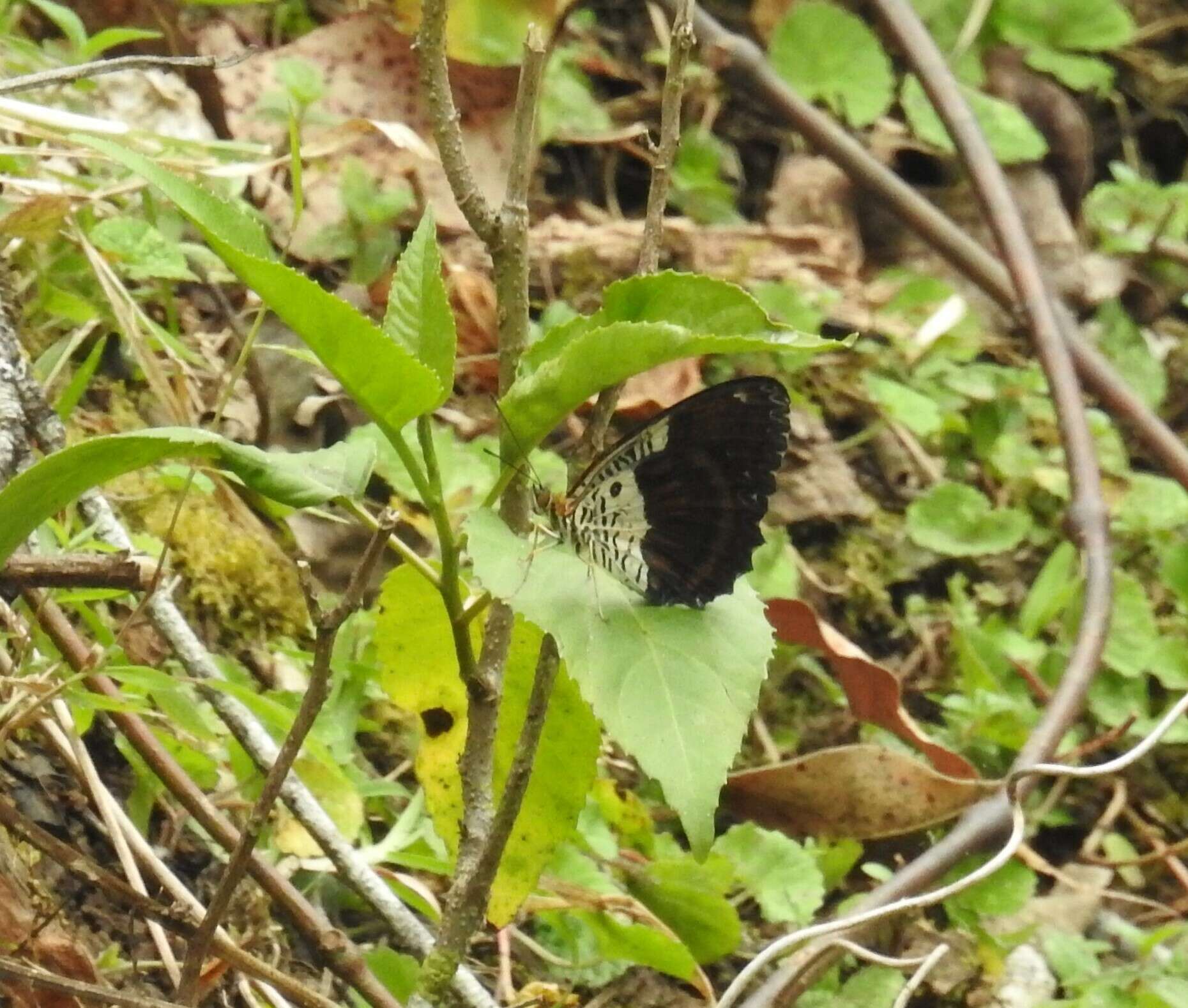 Image of Cethosia lamarckii Godart 1819