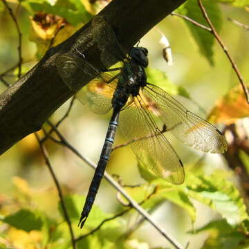 Image of Canada Darner