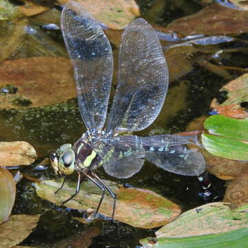 Image of Canada Darner