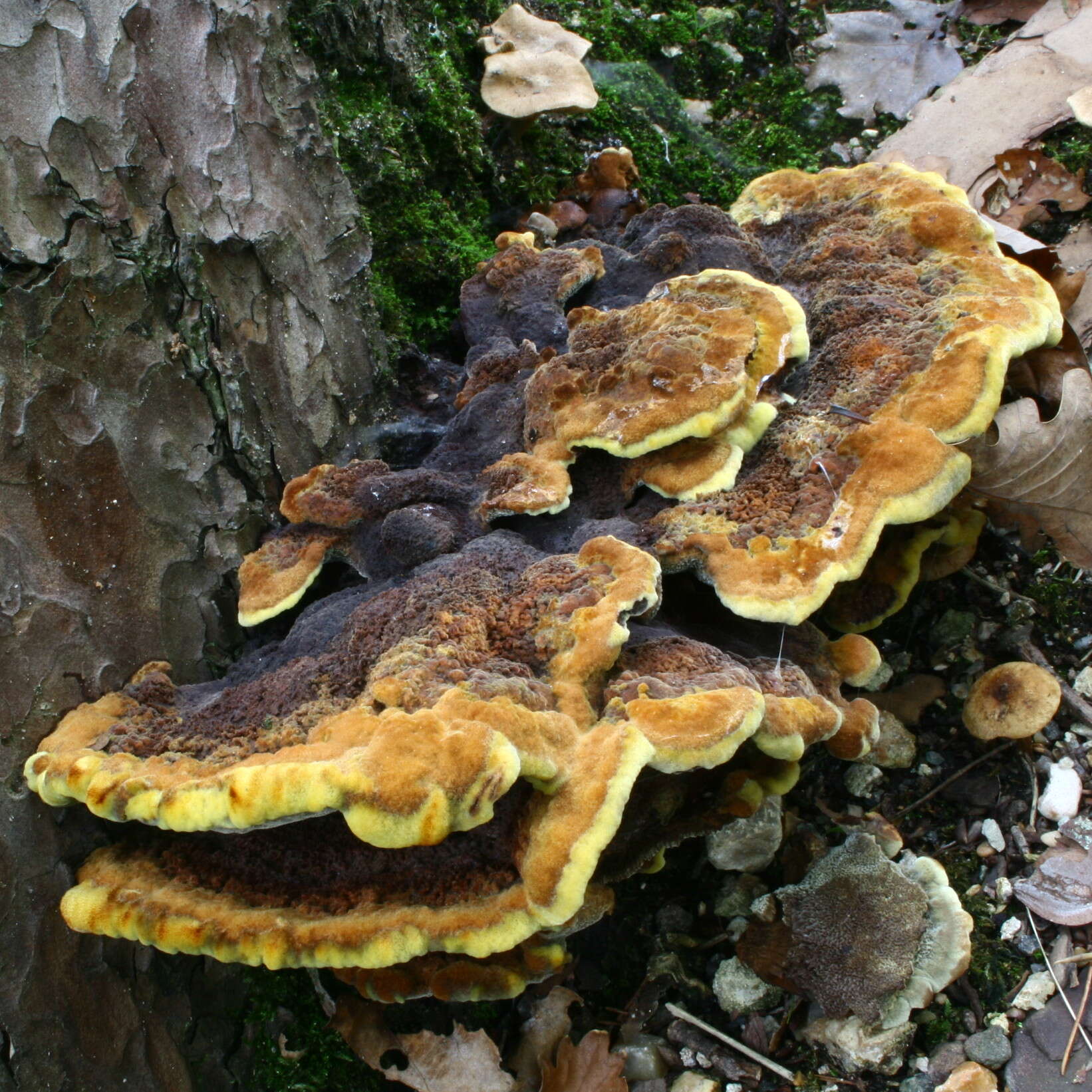 Image of dyer's polypore