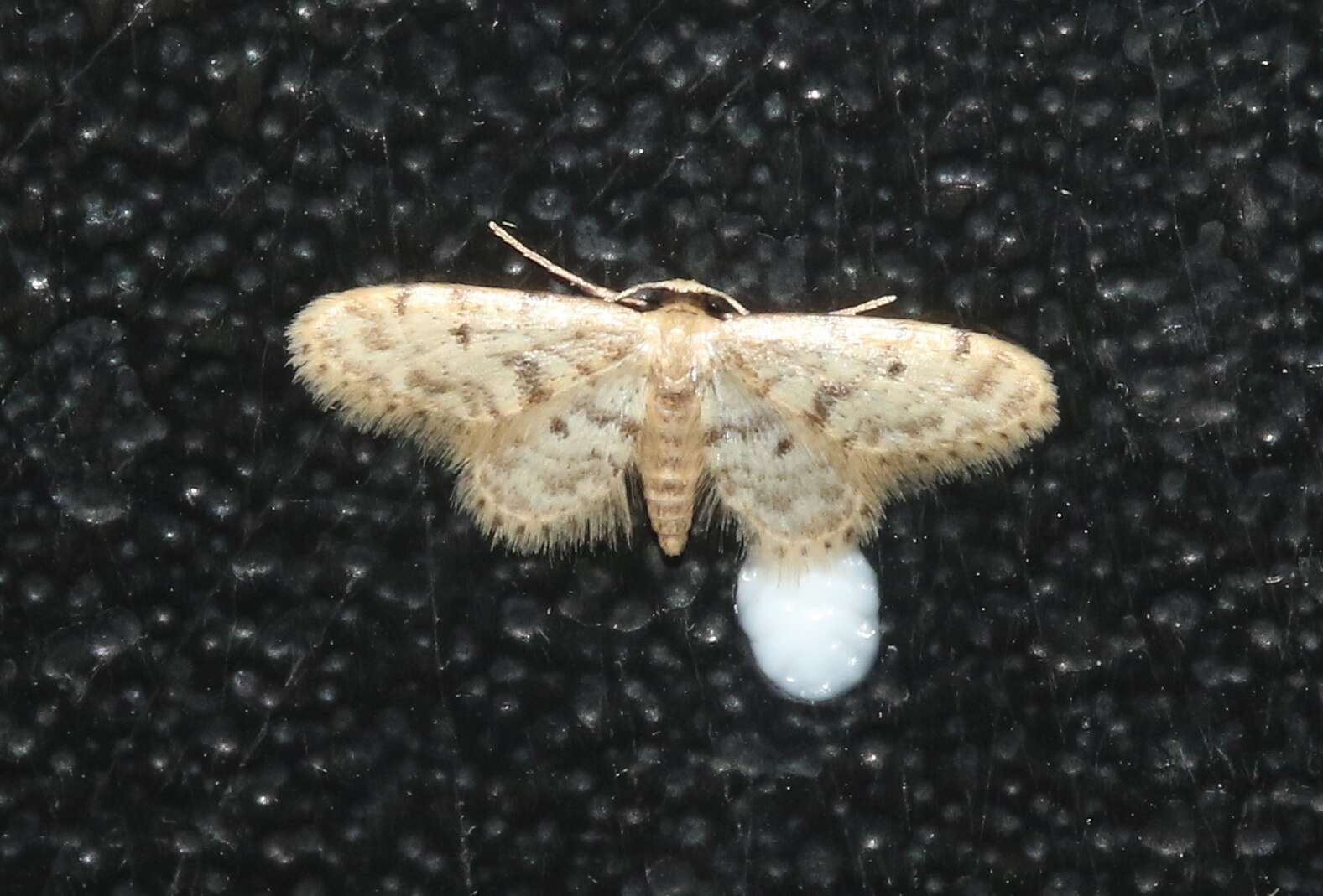 Image of Fortunate Idaea