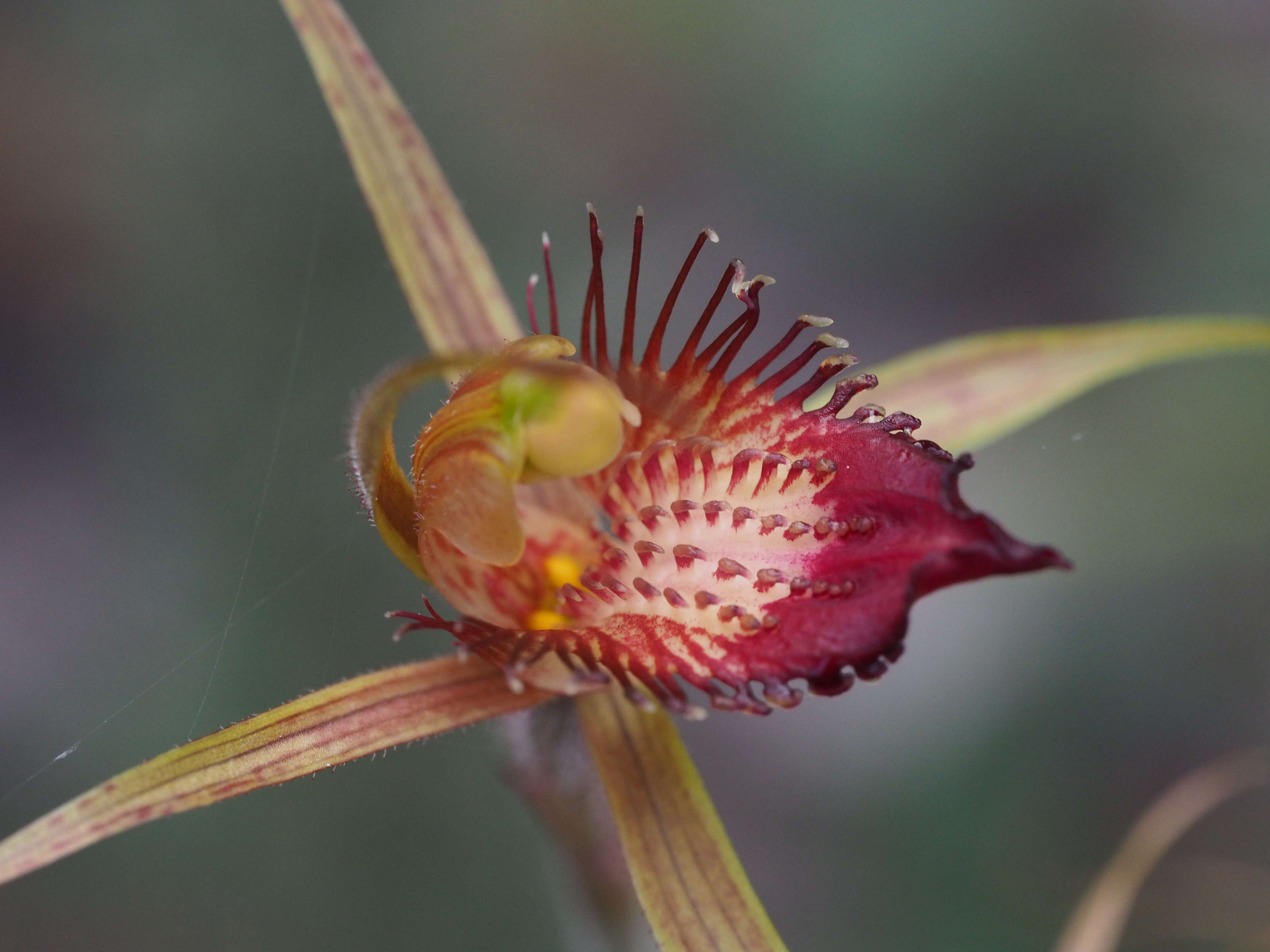 Image of Tuart spider orchid