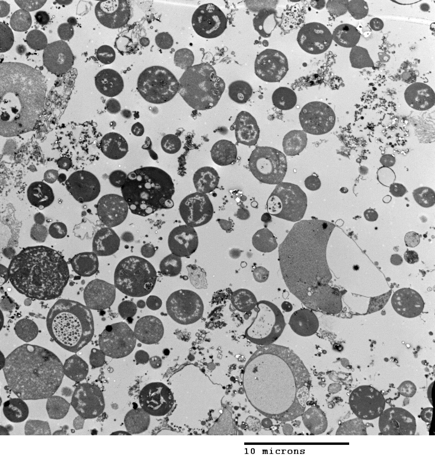 Bacillus subtilis resmi