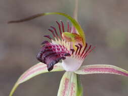 Image of Swamp spider orchid