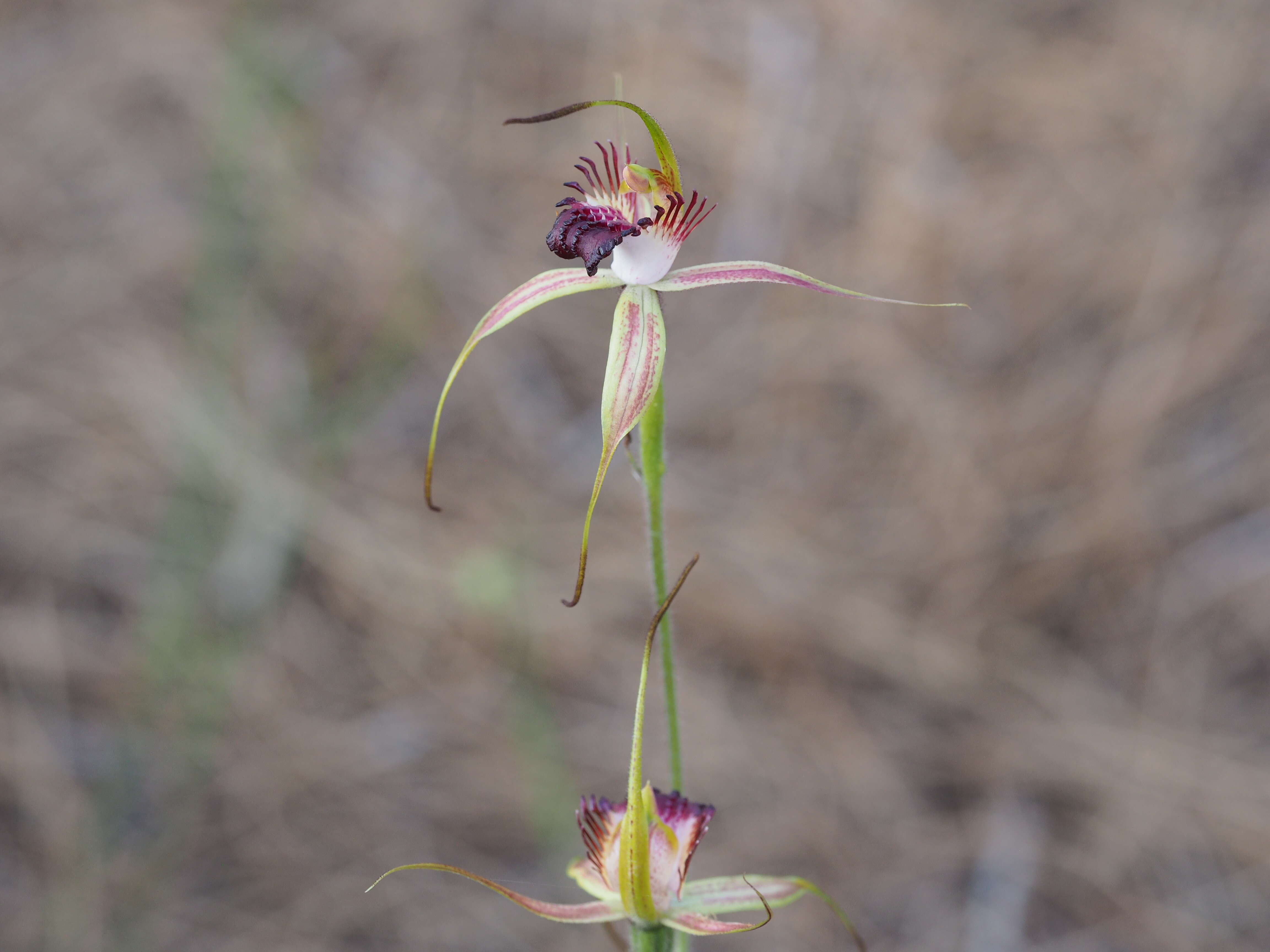 Image of Swamp spider orchid