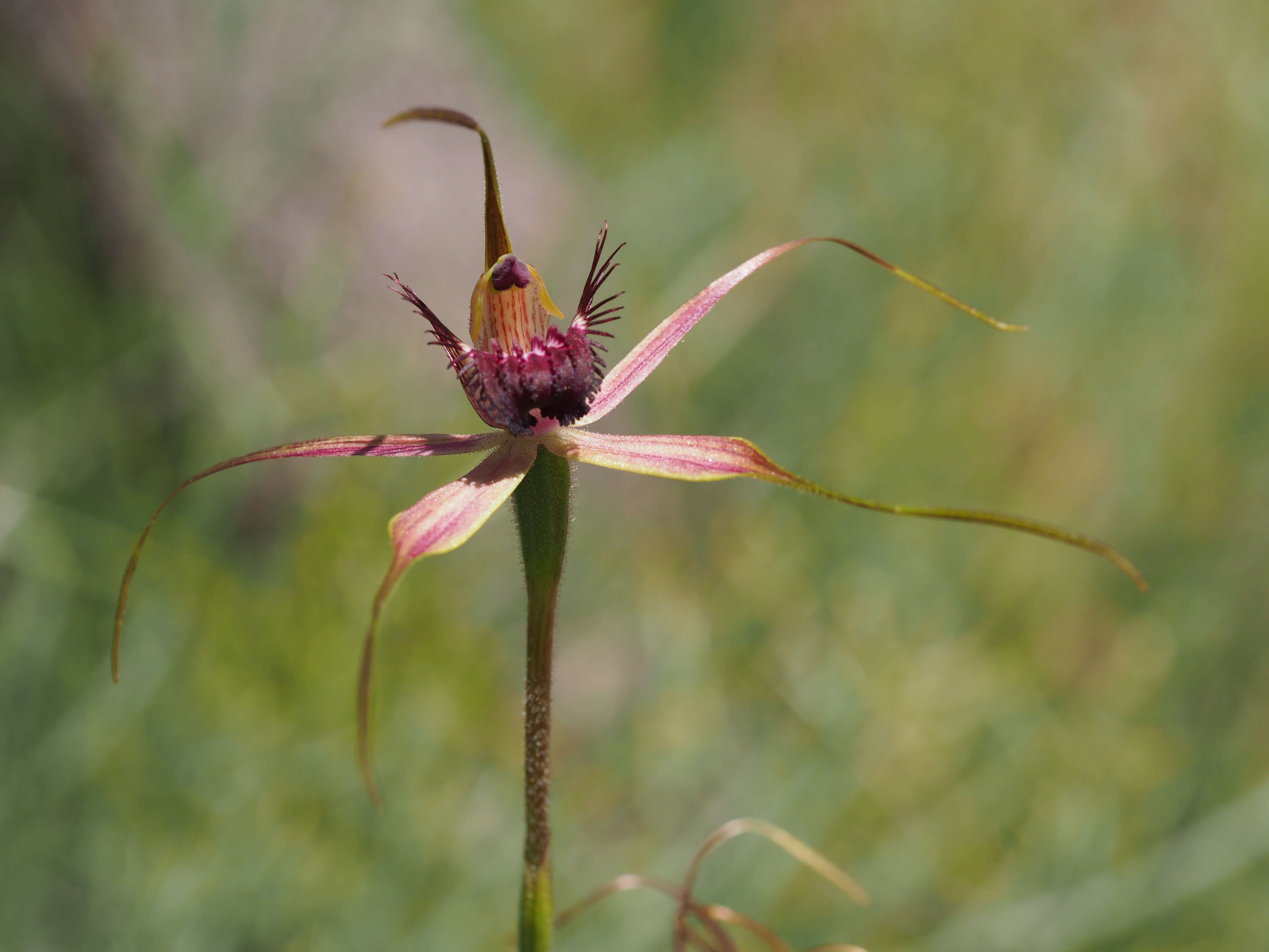 Image of Carousel spider orchid