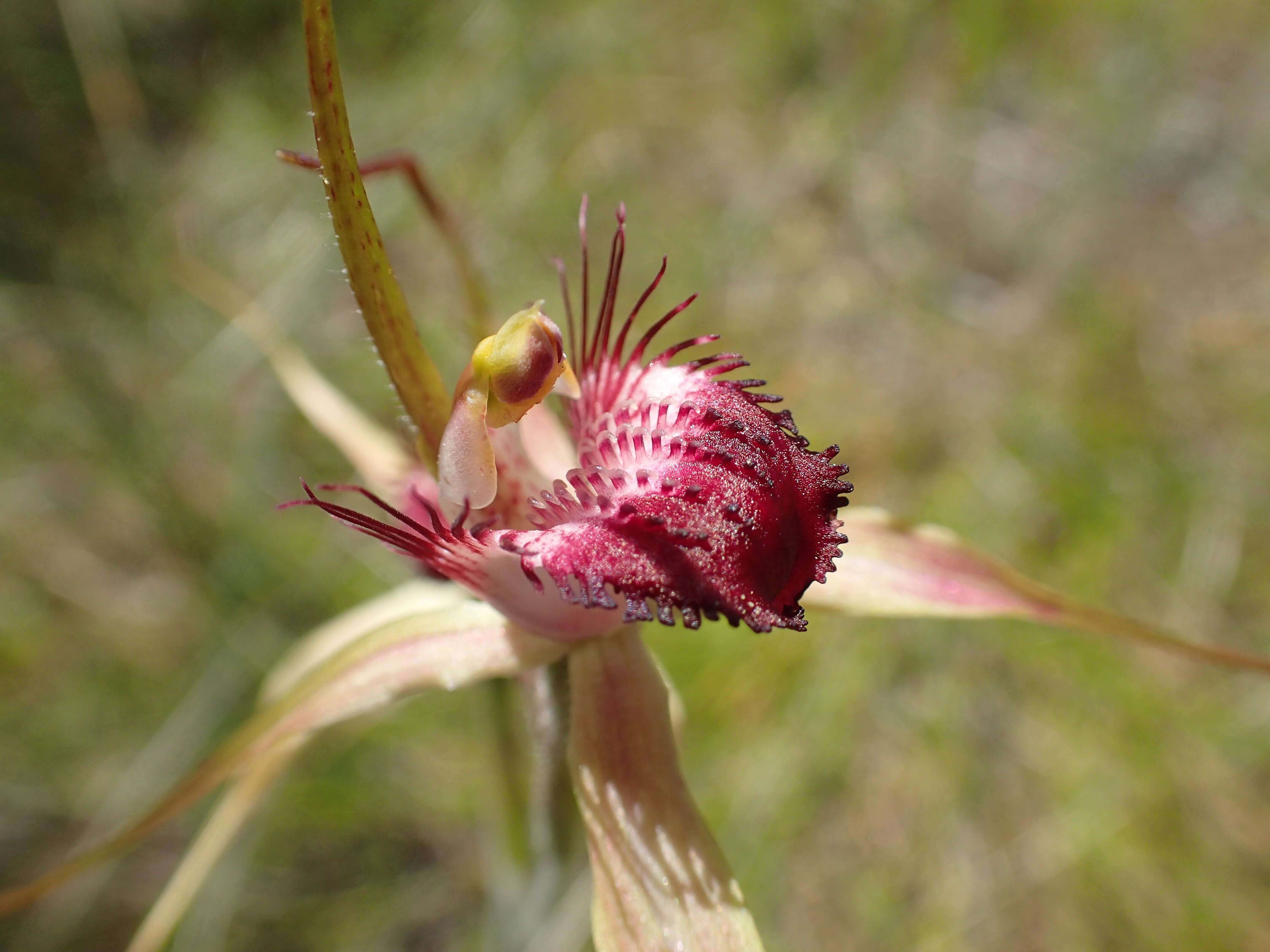 Image of Carousel spider orchid