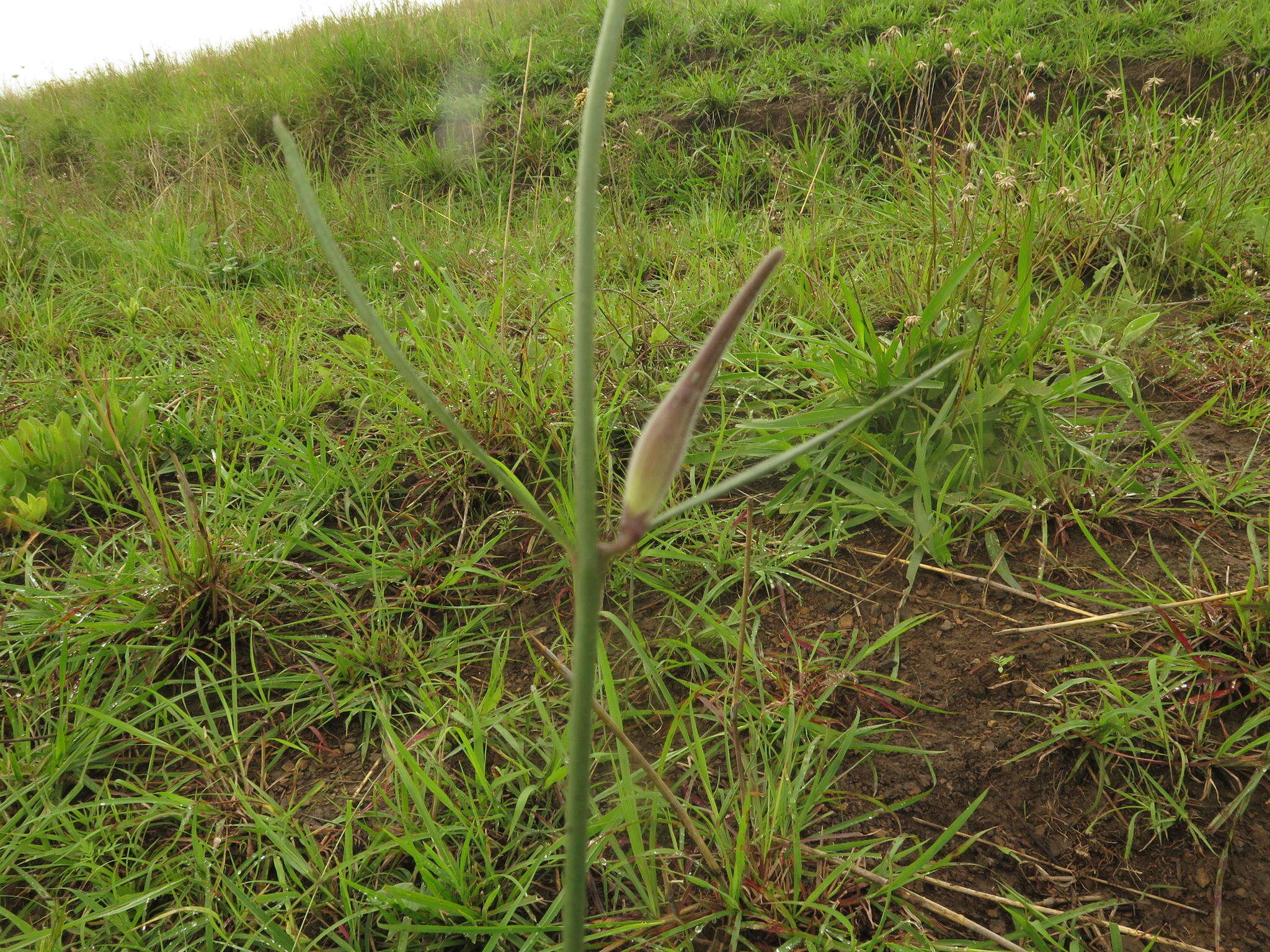 Image of Aspidoglossum woodii (Schltr.) F. K. Kupicha