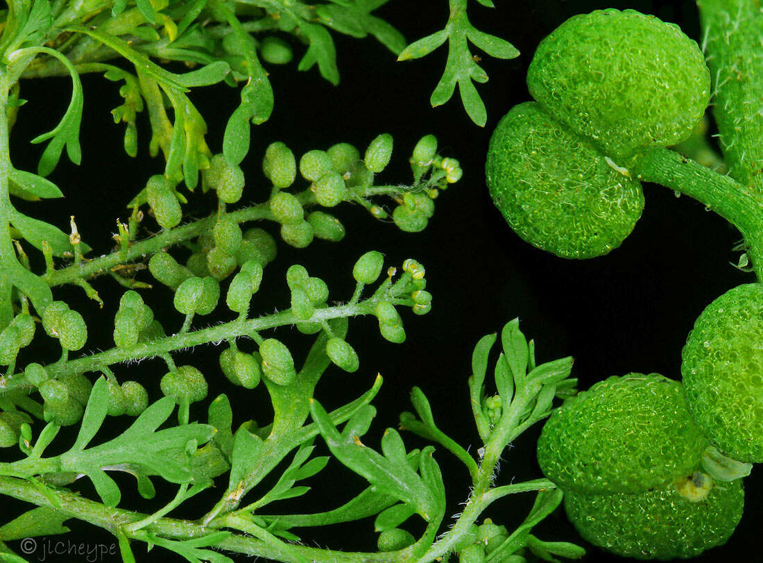 Image of Lesser swine-cress