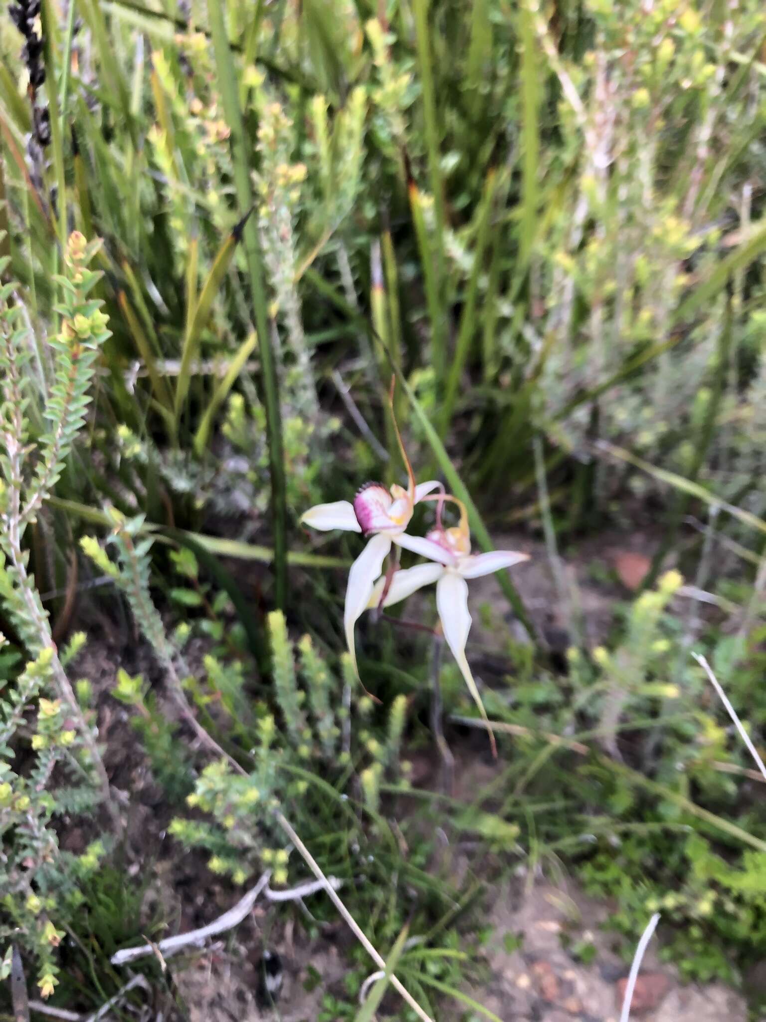 Caladenia valida (Nicholls) M. A. Clem. & D. L. Jones的圖片