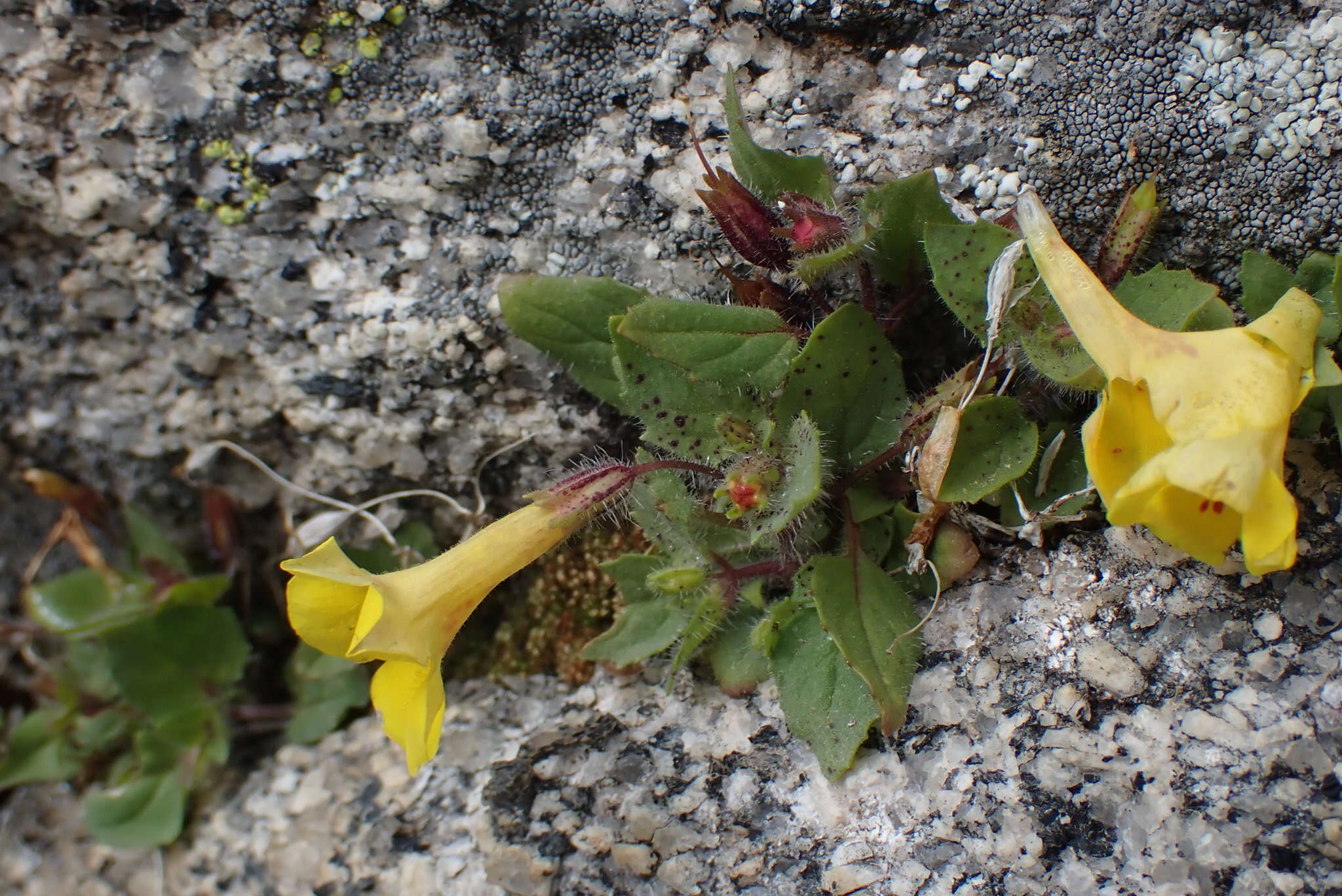 Image of Dudley's monkeyflower