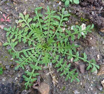 Image of Lesser swine-cress