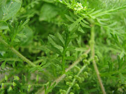 Image of Lesser swine-cress