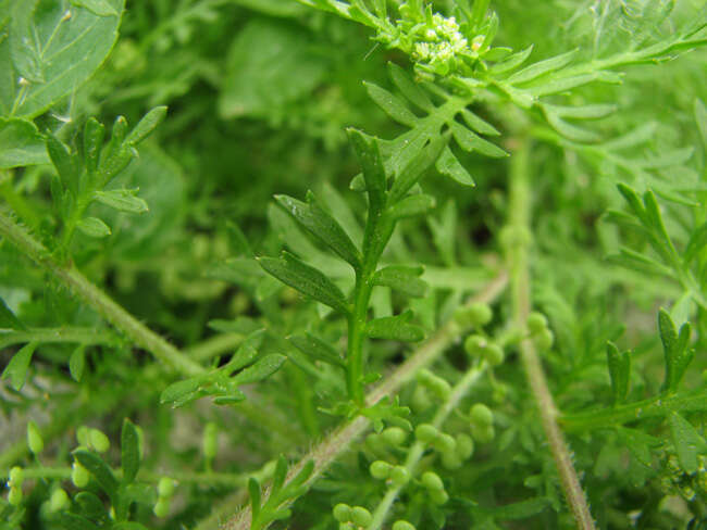 Image of Lesser swine-cress