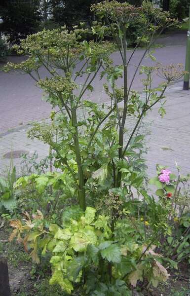 Image of wild parsnip