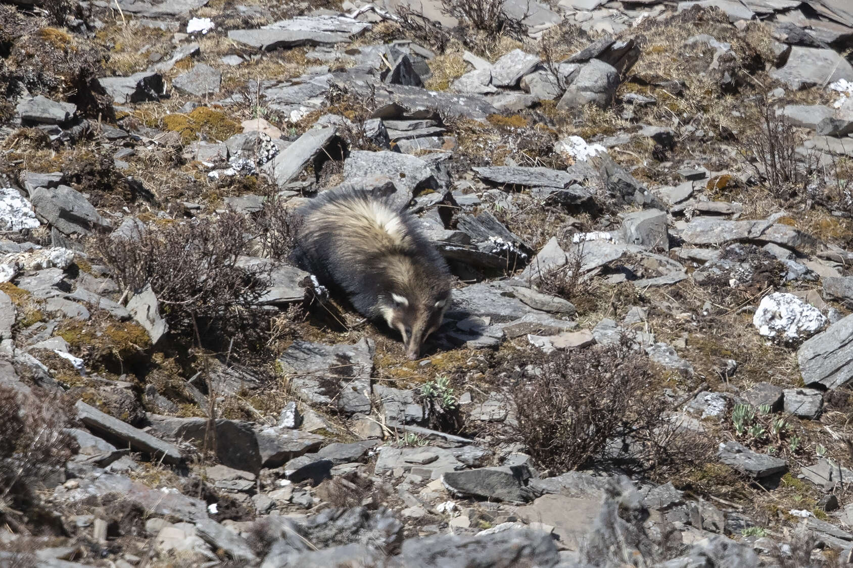 Image of Northern Hog Badger