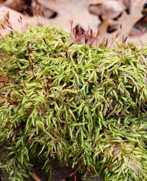 Image of seductive entodon moss