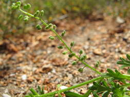 Image of Lesser swine-cress