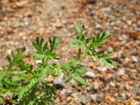 Image of Lesser swine-cress