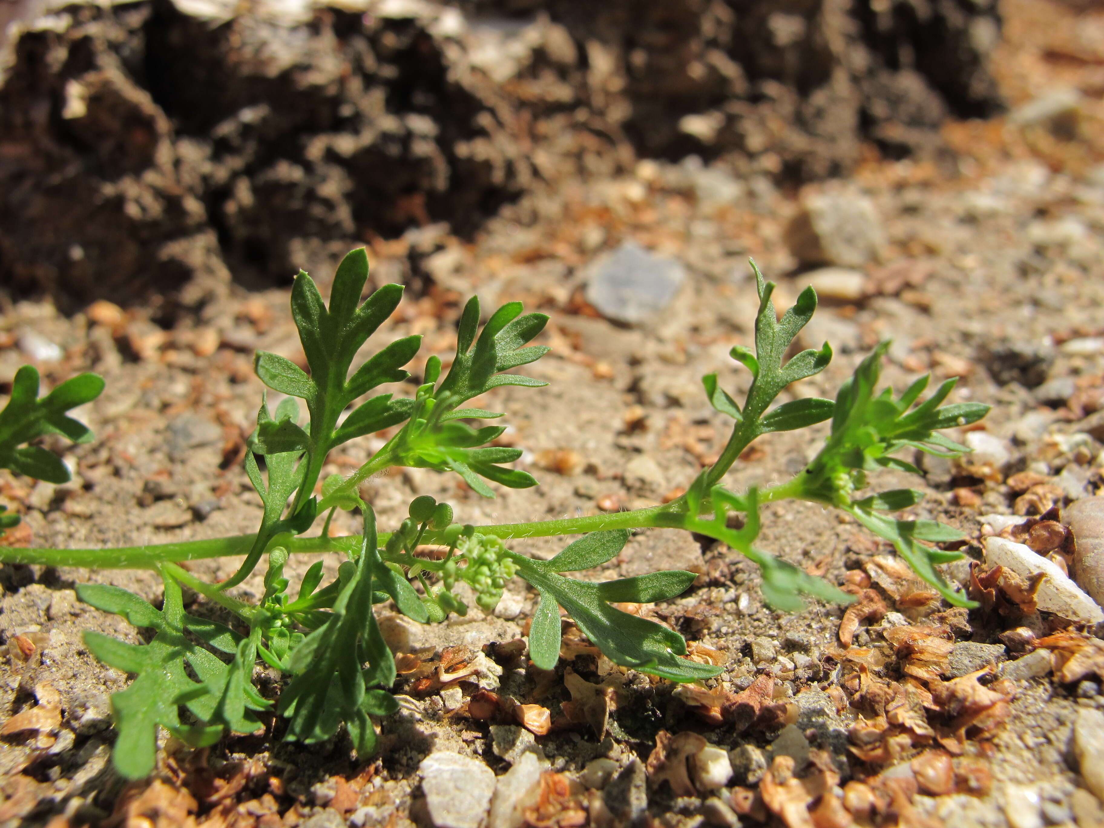 Image of Lesser swine-cress