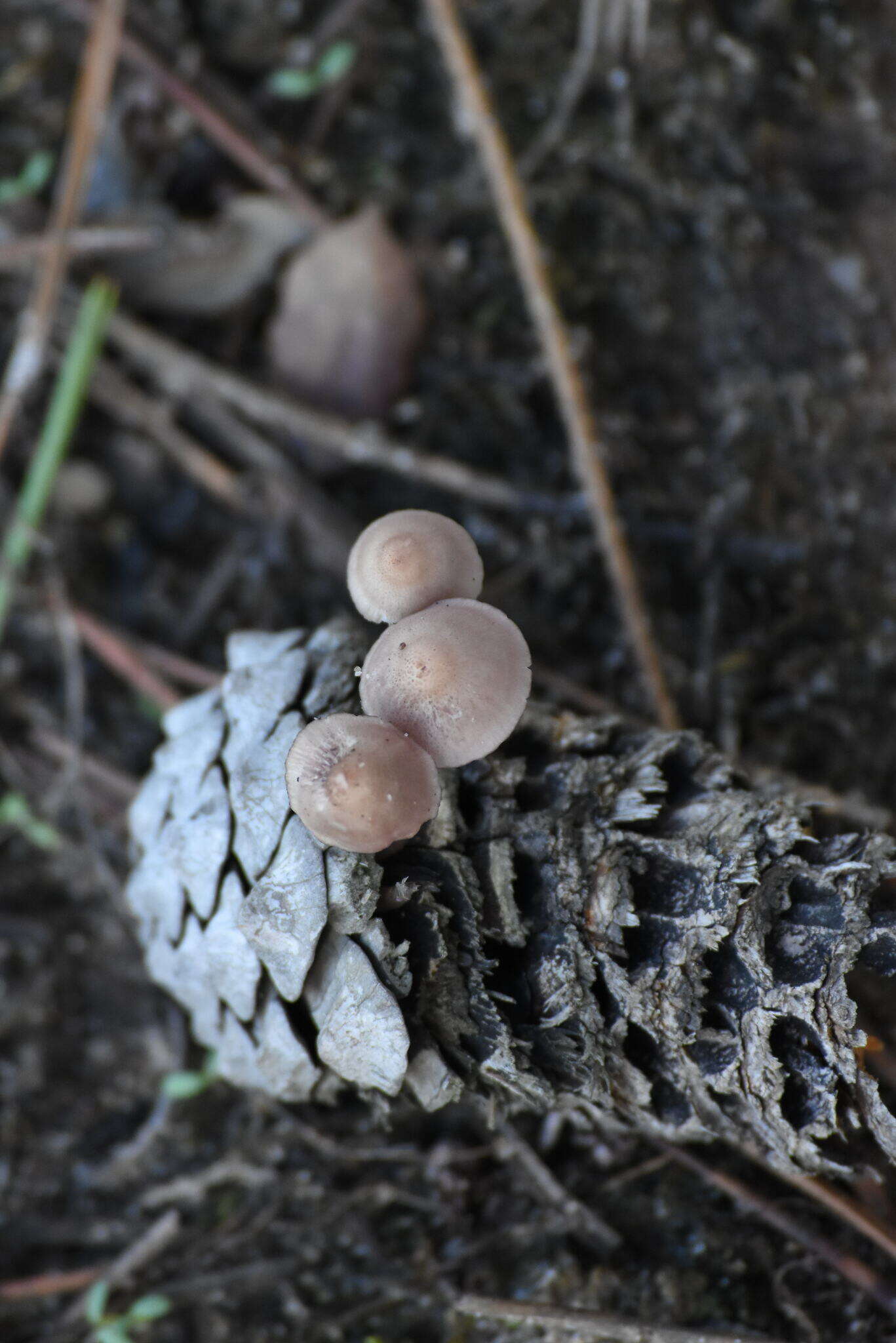 Image of Mycena seynii Quél. 1877