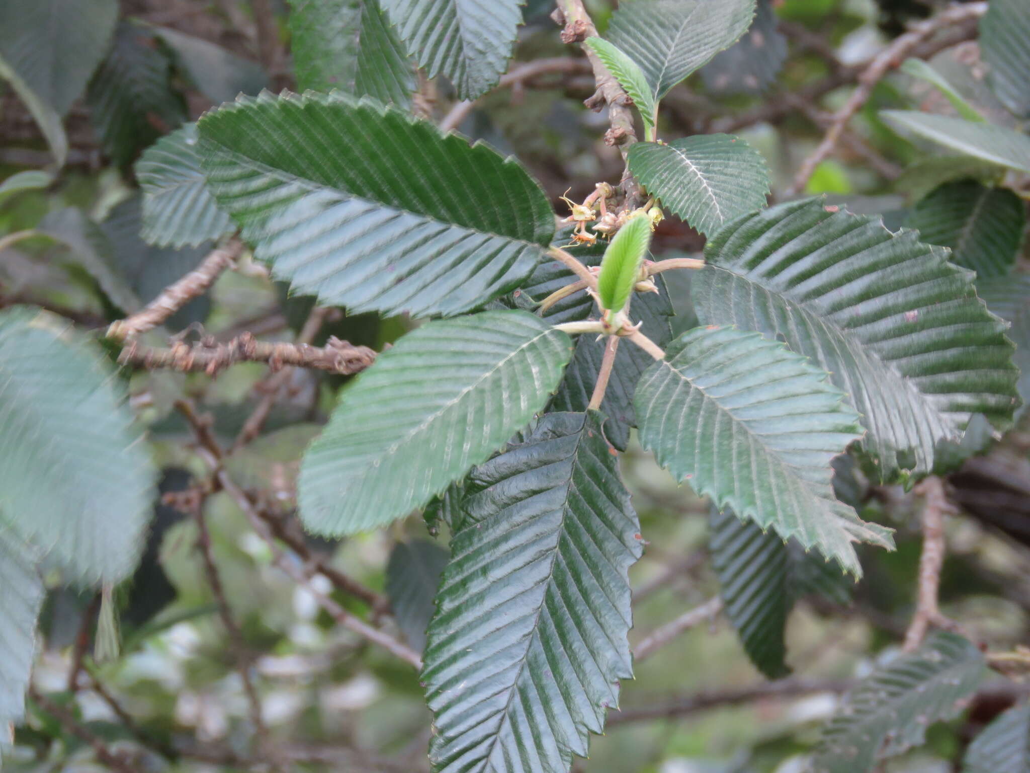 Image of Cercocarpus macrophyllus C. Schneid.