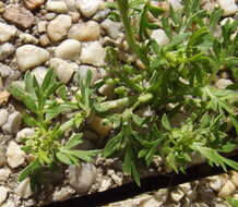 Image of Lesser swine-cress