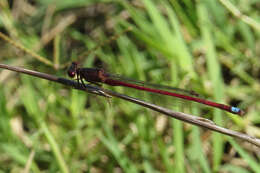 Image of Oxyagrion rubidum (Rambur 1842)