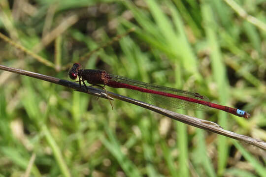 Sivun Oxyagrion rubidum (Rambur 1842) kuva