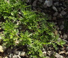 Image of Lesser swine-cress