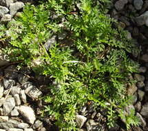 Image of Lesser swine-cress