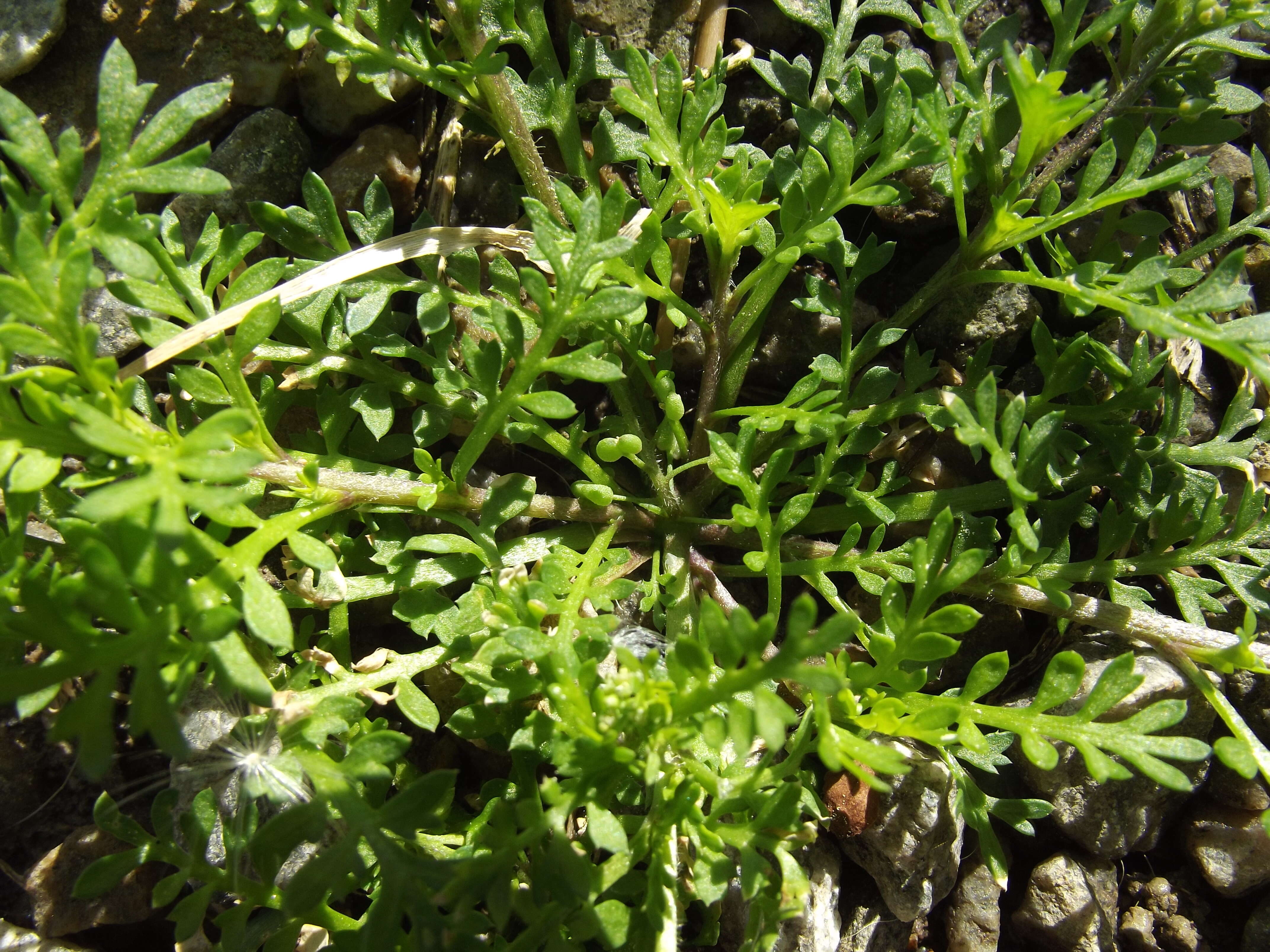 Image of Lesser swine-cress