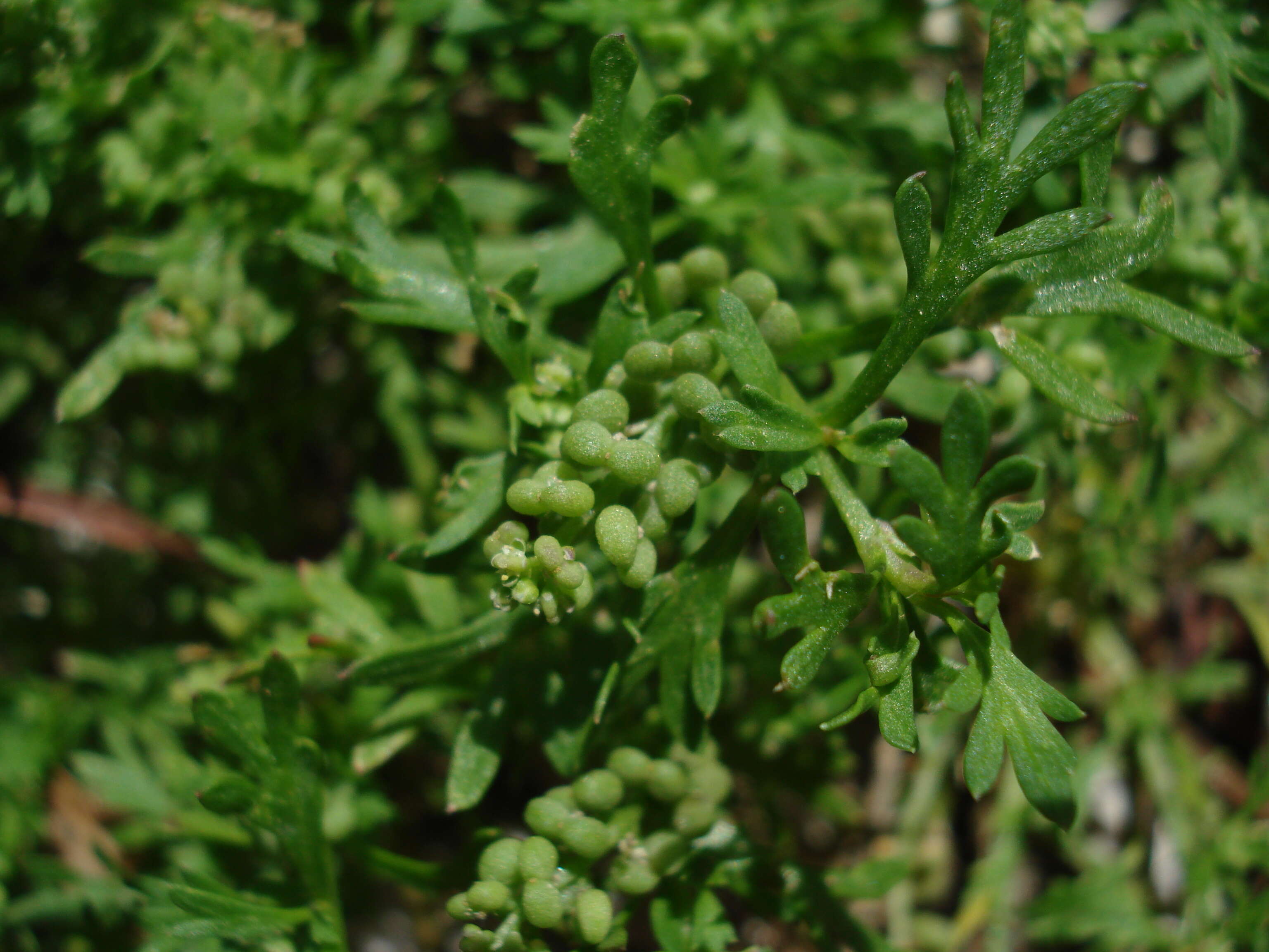 Image of Lesser swine-cress