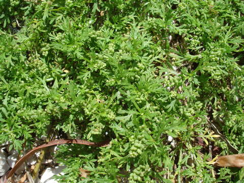 Image of Lesser swine-cress