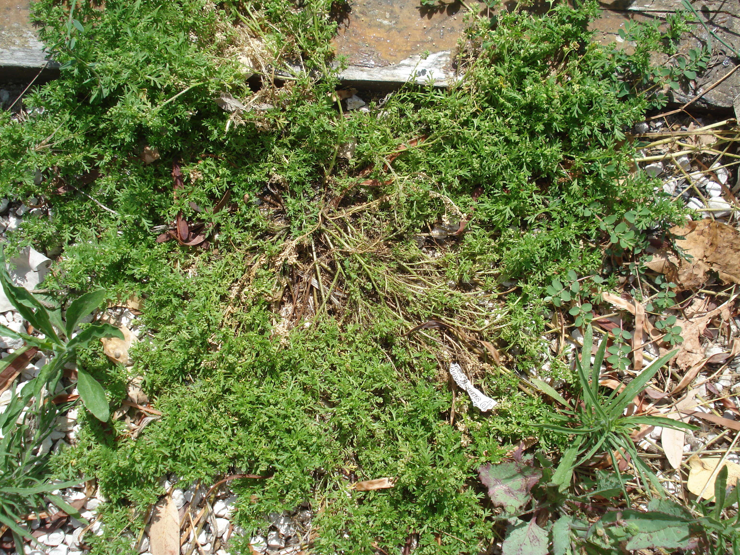 Image of Lesser swine-cress