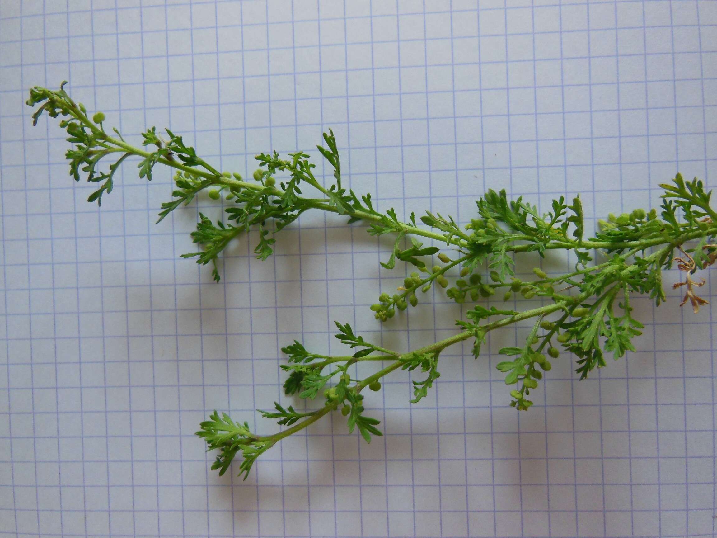 Image of Lesser swine-cress