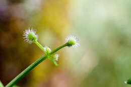 Plancia ëd Galium echinocarpum Hayata